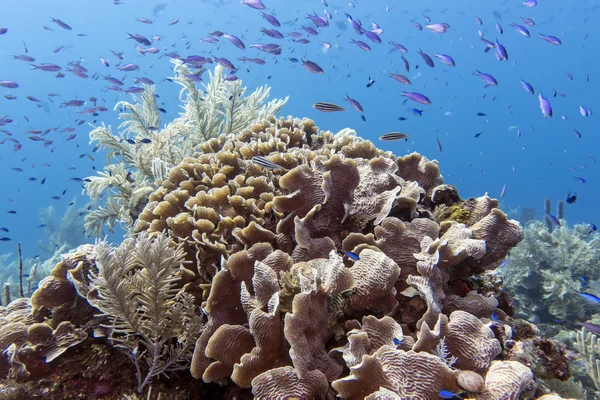 Underwater korallrev — Stockfoto