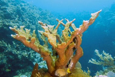 Elkhorn mercan, acropora palmata