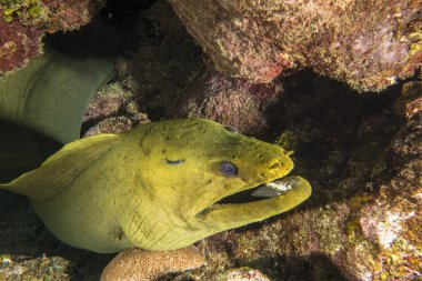 Yeşil moray, gymnothorax funebris