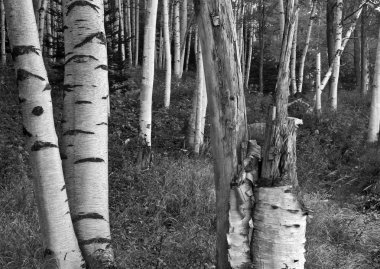 sonbaharda New hampshire beyaz dağlar