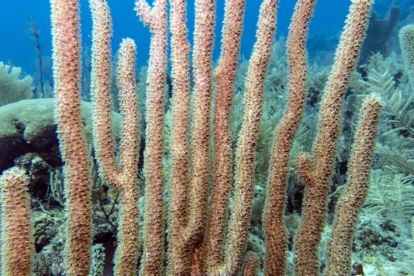 Turuncu dikenli Deniz çubuk — Stok fotoğraf
