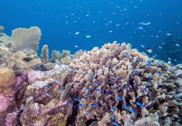 Barriera corallina subacquea — Foto Stock