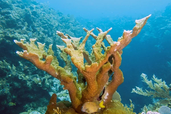 Elkhorn coral, Acropora palmata — стоковое фото