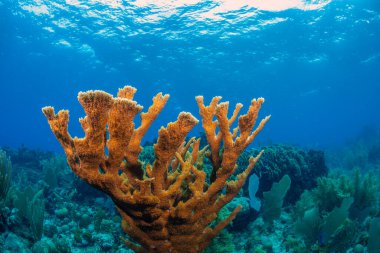 Honduras, Roatan adasının kıyısındaki Karayip mercan resifi.