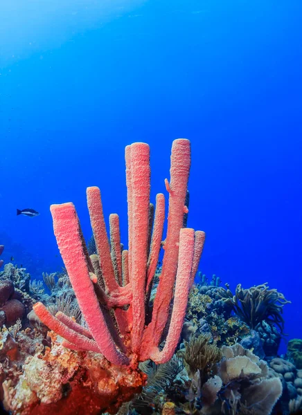 Arrecife Coral Caribeño Frente Costa Isla Roatán Honduras —  Fotos de Stock