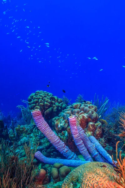 Récif Corallien Des Caraïbes Large Des Côtes Île Roatan Honduras — Photo