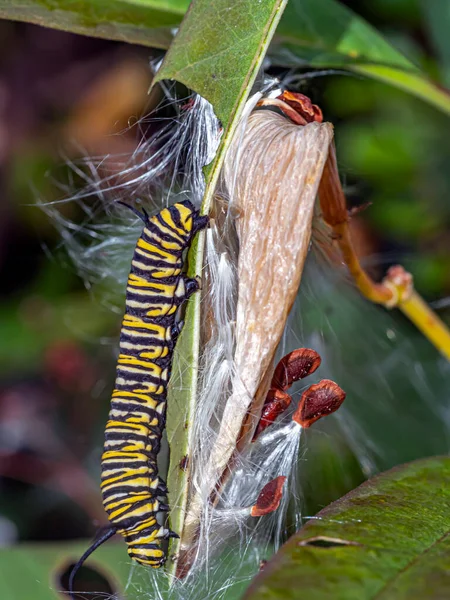 Las Orugas Son Etapa Larval Los Miembros Del Orden Lepidoptera — Foto de Stock