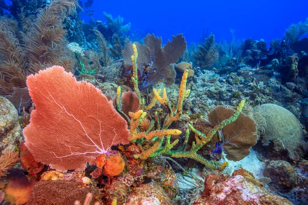 Barriera Corallina Dei Caraibi Largo Della Costa Dell Isola Roatan — Foto Stock