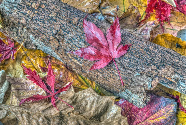 Jesień Jesień Liście Lesie Japoński Klon — Zdjęcie stockowe