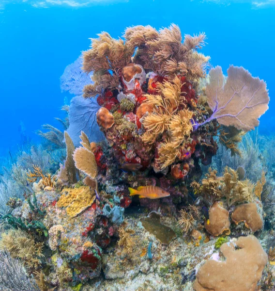 Arrecife Coral Caribeño Impar Costa Isla Roatán — Foto de Stock