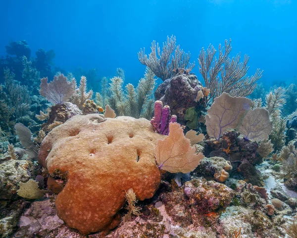 Arrecife Coral Caribeño Impar Costa Isla Roatán —  Fotos de Stock