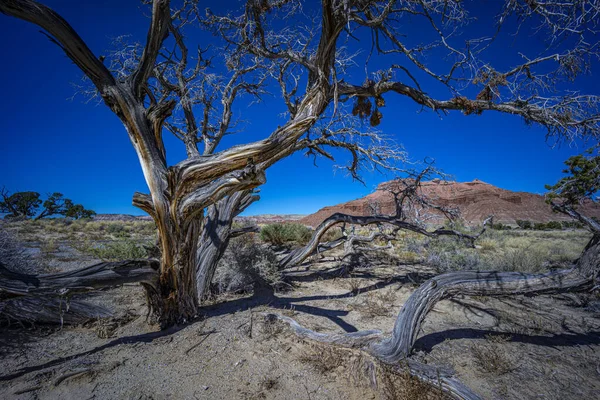 Taman Nasional Canyonlands Adalah Sebuah Taman Nasional Amerika Serikat Yang — Stok Foto