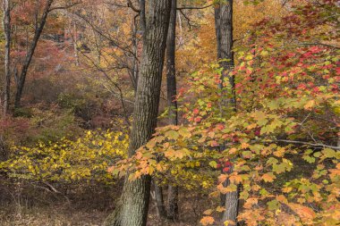 Harriman state park Güz