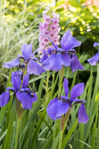 Iris xiphium, Iris spagnola — Foto Stock