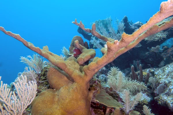埃尔克霍恩珊瑚，鹿角化石 — 图库照片