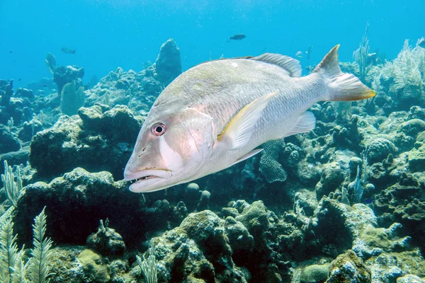 Hond snapper, lutjanus jocu — Stockfoto