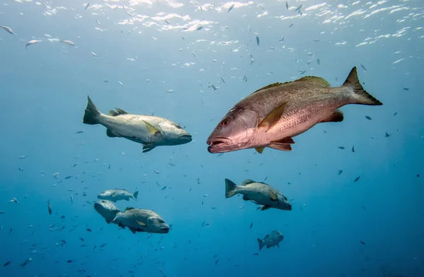 Pargo de perro, Lutjanus jocu — Foto de Stock