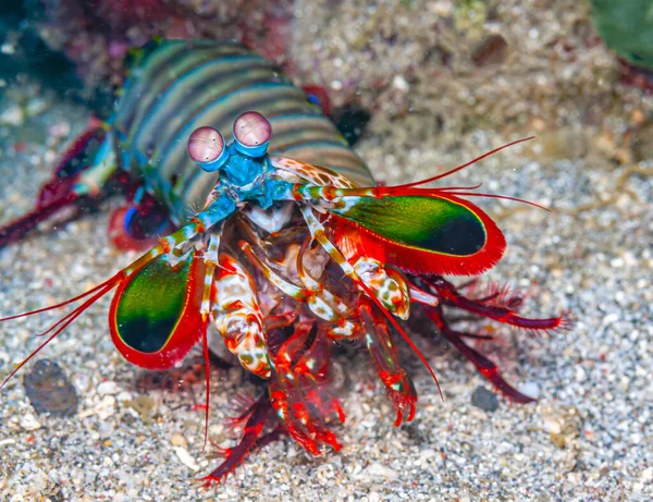 Récif Corallien Dans Pacifique Sud Large Île Sulawesi Crevettes Mantis — Photo