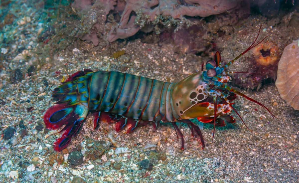 Coral Reef South Pacific Coast Island Sulawesi Mantis Shrimp — стоковое фото