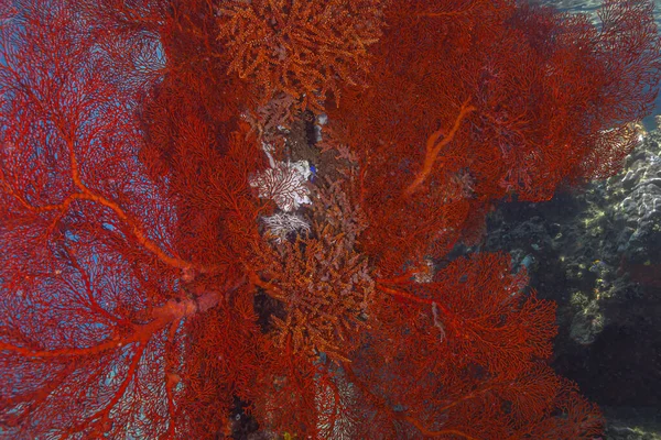 Korallrev Södra Stilla Havet Utanför Kusten Sulawesi Gorgoniska — Stockfoto