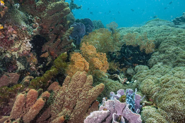 Korallrev Södra Stilla Havet Utanför Kusten Sulawesi — Stockfoto