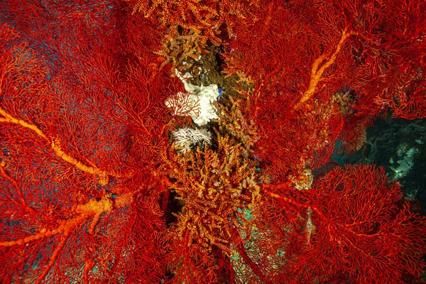 Korallenriff Südpazifik Vor Der Küste Der Insel Sulawesi Gorgonien — Stockfoto