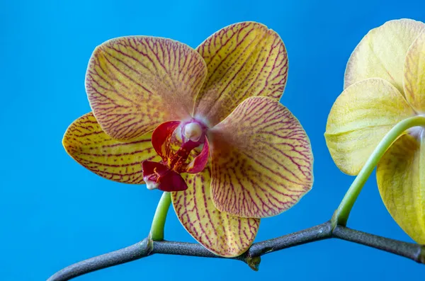 Dendrobium Orchidaceae Családba Tartozó Főként Epifitikus Litofita Orchideák Nemzetsége — Stock Fotó