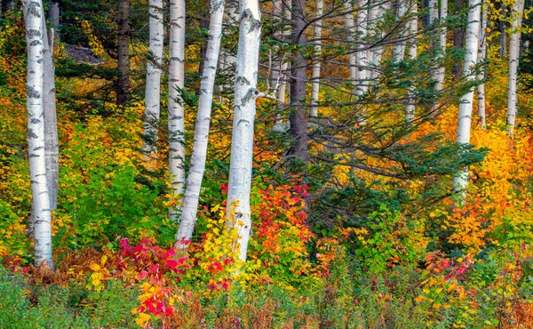 Kancamagus Karayolu Ndaki Manzara Ormandaki Kağıt Huş Ağaçları — Stok fotoğraf