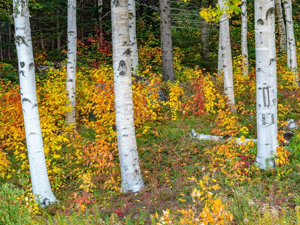 Paysage Sur Kancamagus Highway Bouleaux Papier Dans Forêt — Photo