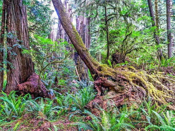 杰迪迪亚 史密斯红杉州立公园 Jedediah Smith Redwood State Park 是美国加利福尼亚州的一个州立公园 沿著史密斯河保护着老红杉 — 图库照片