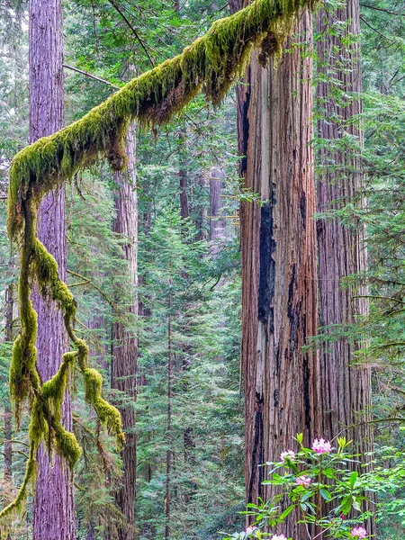 Jedediah Smith Redwoods State Park State Park California United States — Stock Photo, Image