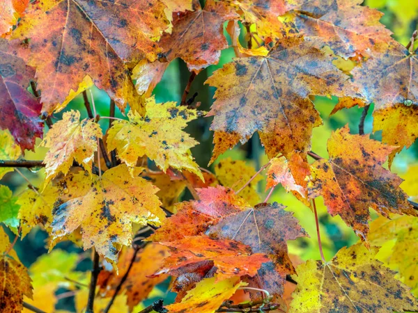 Herbstliches Laub Wald — Stockfoto