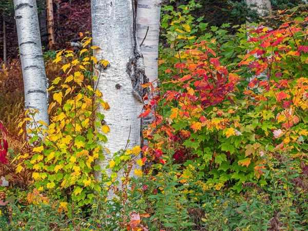 Autumn Fall Foliage Forest — Stock Photo, Image