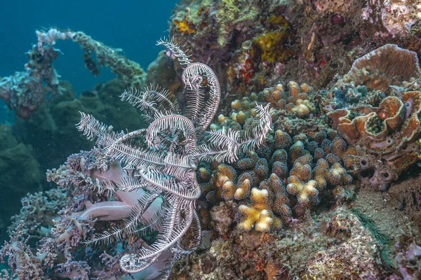 Arrecife Coral Pacífico Sur Frente Costa Isla Sulawesi — Foto de Stock