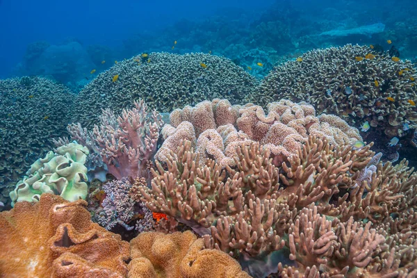 Récif Corallien Dans Pacifique Sud Large Île Sulawesi — Photo