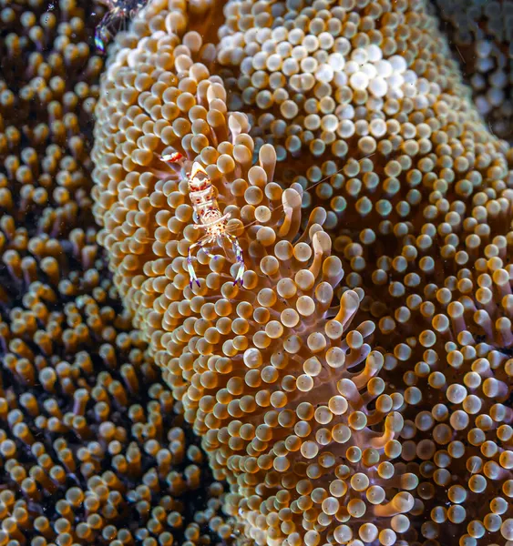 Recife Coral Pacífico Sul Pequeno Camarão Limpeza Anêmona — Fotografia de Stock