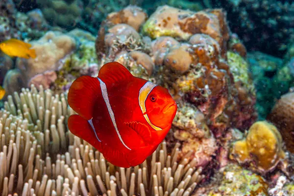 Рыбы Клоуны Анемоны Рыбы Подсемейства Amphiprioninae Семейства Pomacentridae — стоковое фото