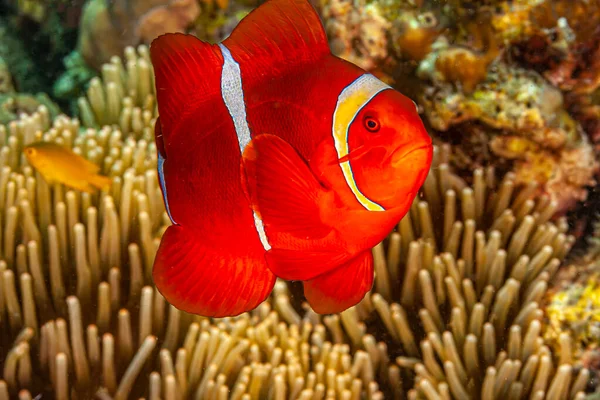 Clownfish Anemonefish Fishes Subfamily Amphiprioninae Family Pomacentridae — Stock Photo, Image