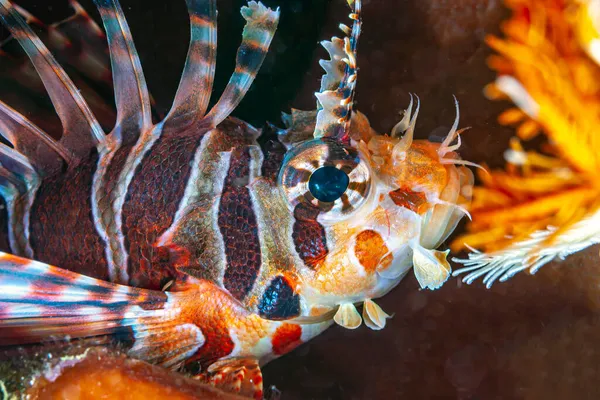 Pterois Aslan Balığı Olarak Bilinen Zehirli Bir Deniz Balığı Cinsidir — Stok fotoğraf