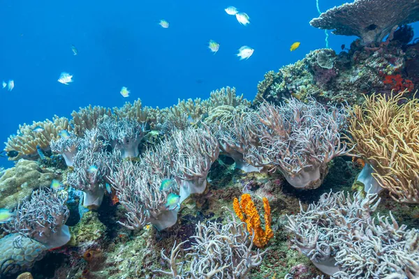 Кораловий Риф Південній Частині Тихого Океану — стокове фото