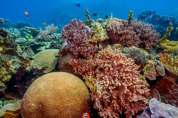 Coral Reef South Pacific — Stock Photo, Image