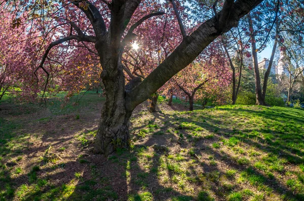 Frühling Central Park New York City — Stockfoto