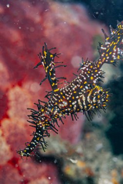 Süslü hayalet boru balığı, Solenostomus paradoksu, Solenostomidae familyasından bir boru balığıdır.