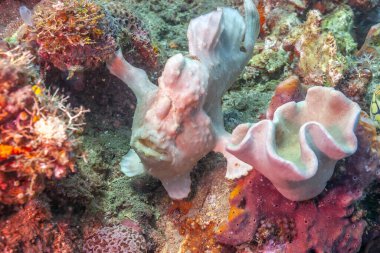 Antennarius pictus, Antennaridae familyasından bir balık türü..