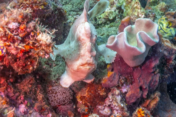 Painted Frogfish Spotted Frogfish Antennarius Pictus Marine Fish Belonging Family — Stock Photo, Image