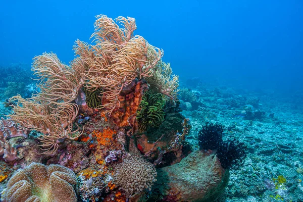 Korallrev Södra Stilla Havet Mjuk Korall Med Krinoider Sulawesi — Stockfoto