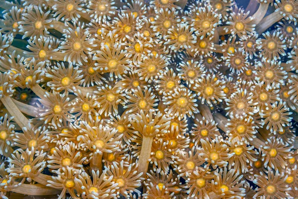 Korallzátony Csendes Óceán Déli Részén Élő Korallok Közelében Éjszaka — Stock Fotó