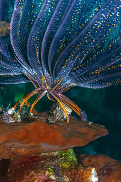 Crinoids Jsou Mořští Živočichové Které Tvoří Třídu Crinoidea Jedna Tříd — Stock fotografie