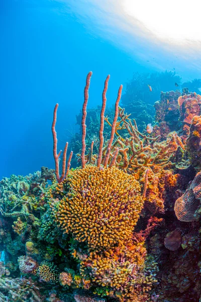 罗坦岛沿海的加勒比珊瑚礁 — 图库照片
