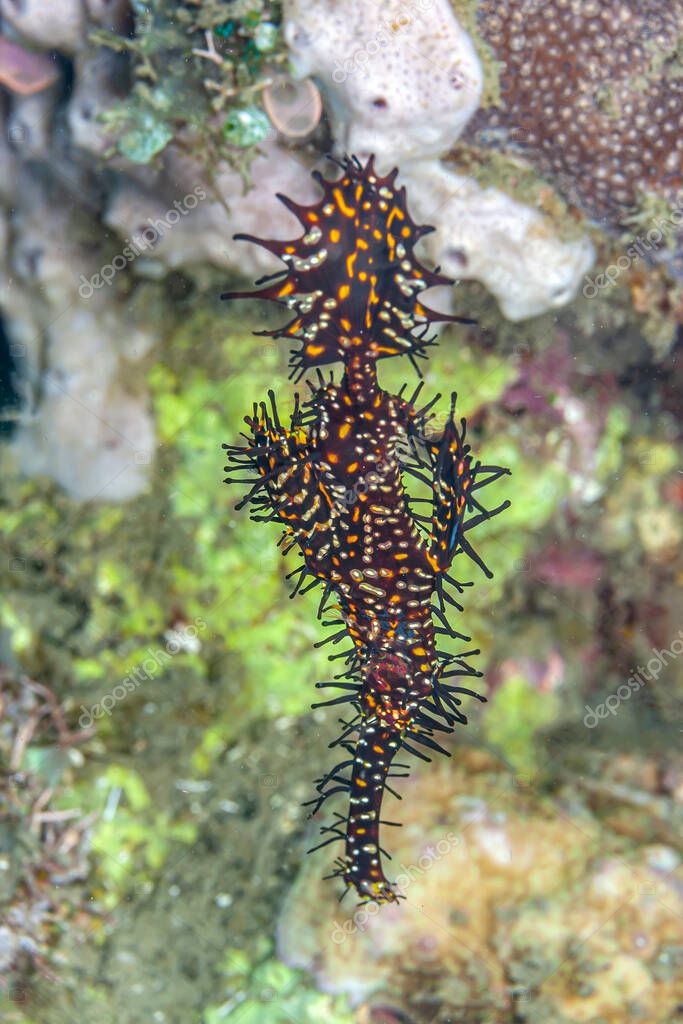 Solenostomus paradoxus es una especie de peces de la familia